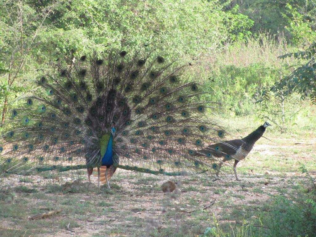 Hotel Peacock Land Tangalle Exteriér fotografie
